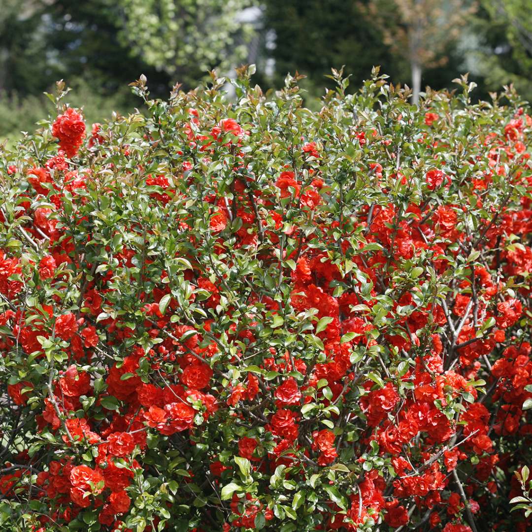 Double Take Orange Chaenomeles bright orange spring blooms